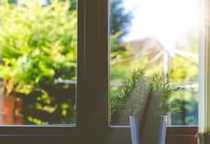 light shining through window on a plant